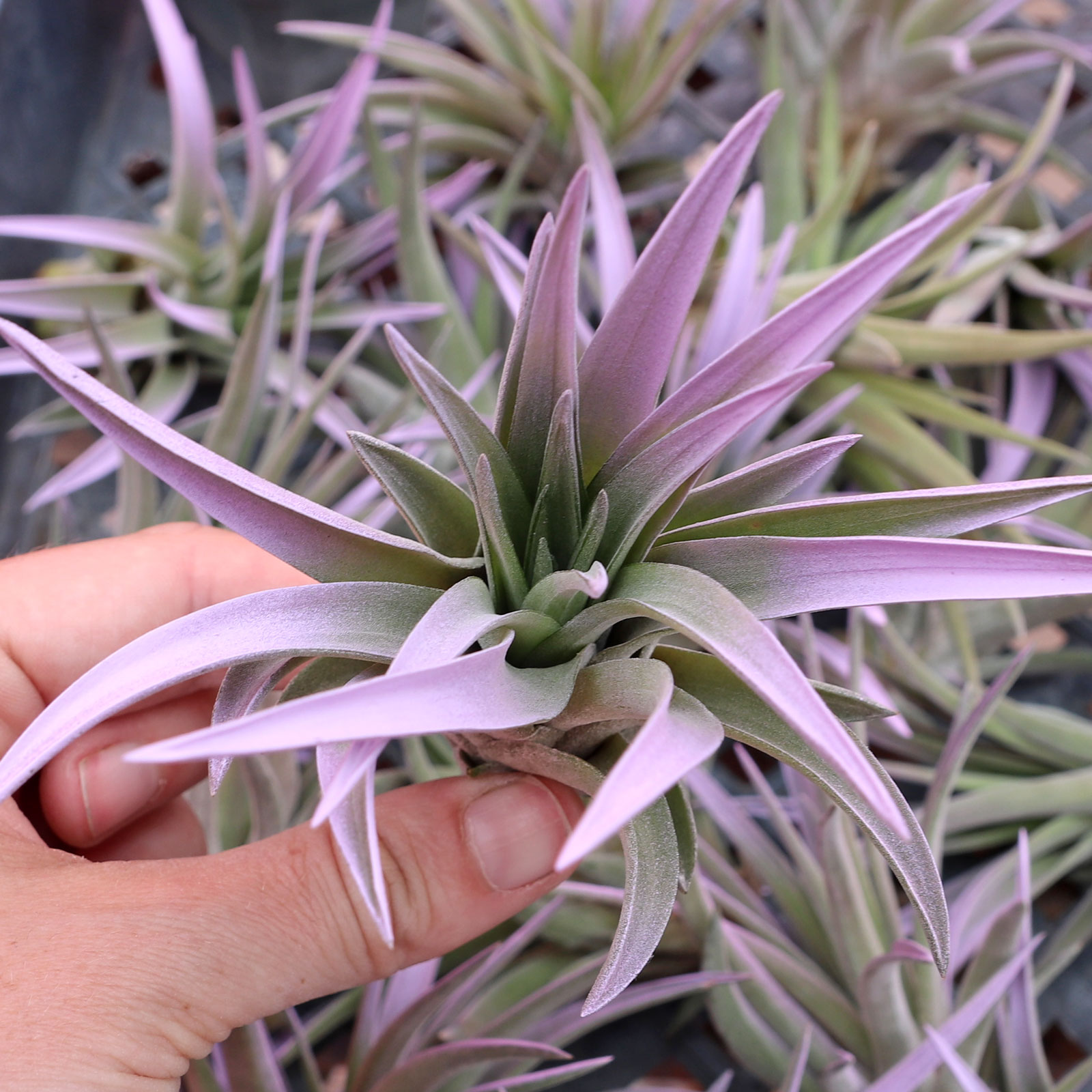 Do I need to fertilize my air plants?