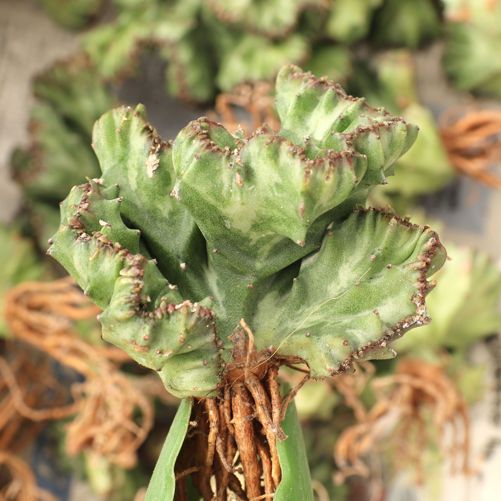 Euphorbia lactea f. cristata [bare root] Questions & Answers
