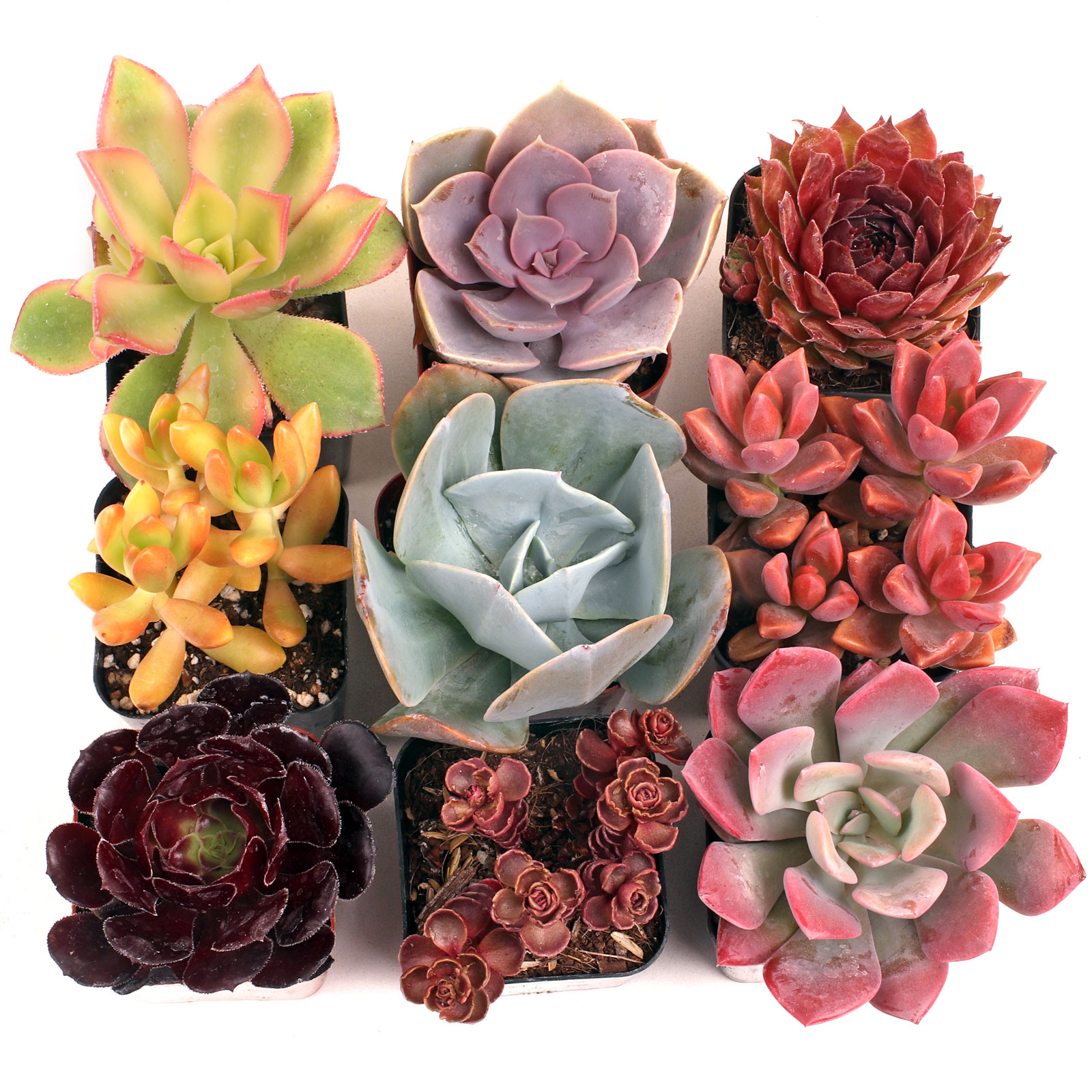 MCG Nuthin' But Color™ Succulent Set of 9 - 2in Pots w/ ID Questions & Answers