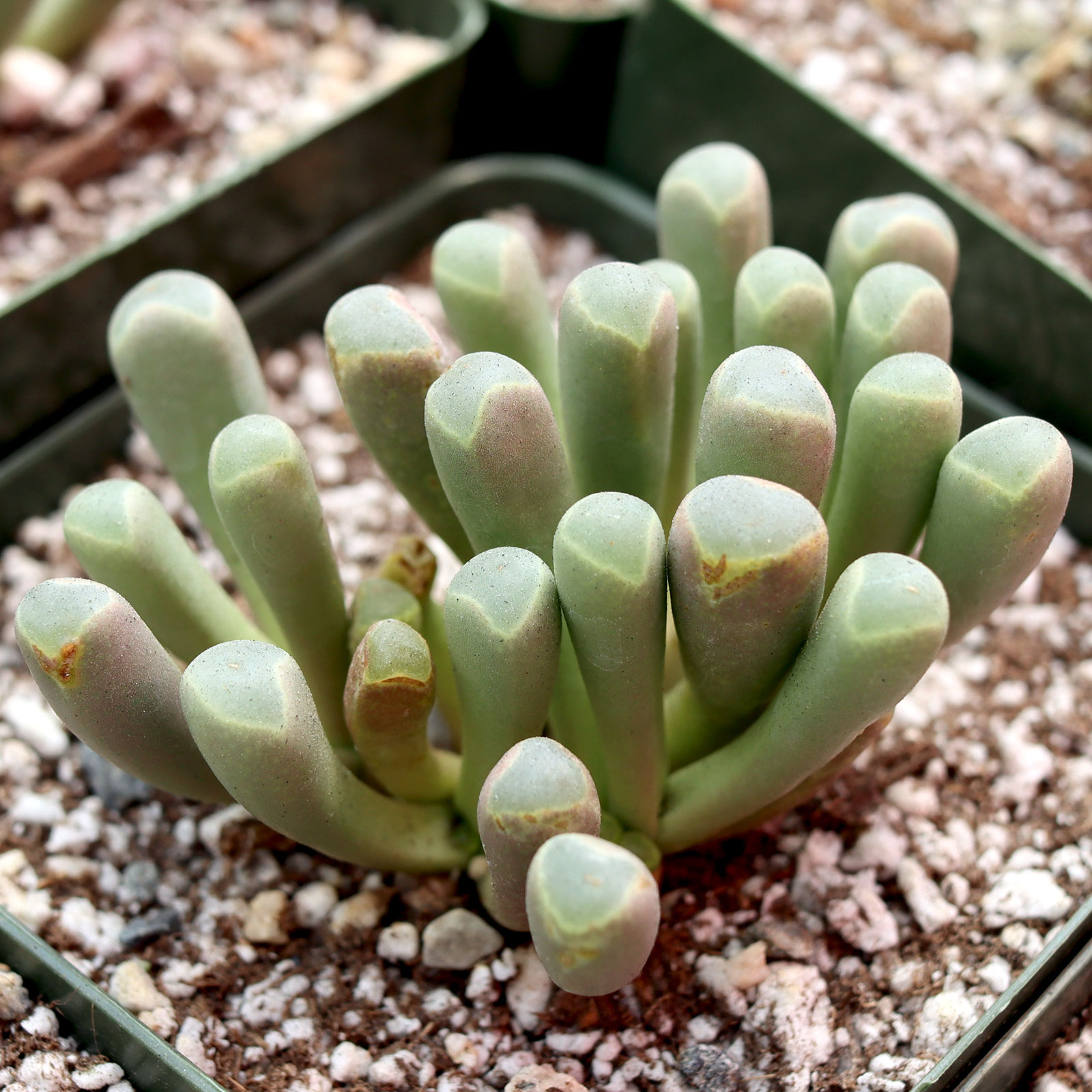 Fenestraria rhopalophylla - Baby Toes [large] [fragile] Questions & Answers
