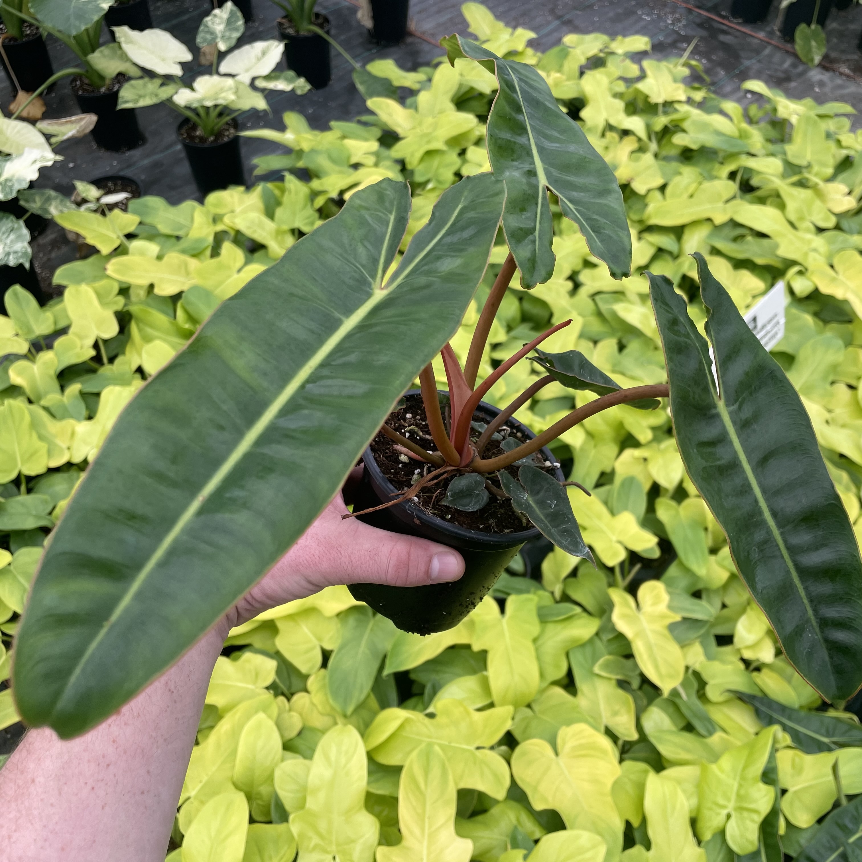 Philodendron billietiae by Little Prince® [houseplant] Questions & Answers